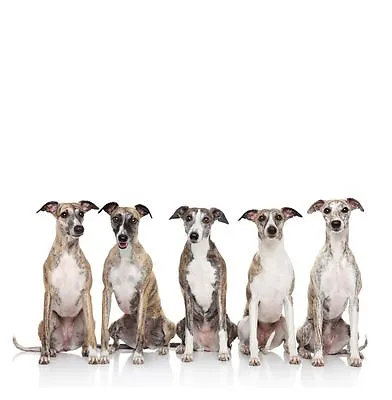 £3.50 • Buy Whippet Dog Greeting Card Birthday Anniversary Sympathy Thank You Dog Gift Card 