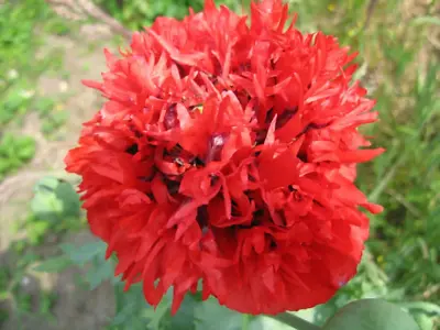 £2.99 • Buy Flower - Poppy Somniferum Scarlet Red Peony - 400 Quality Seeds - 1st Class