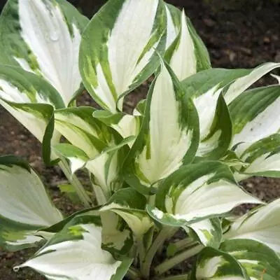 £12.99 • Buy Pack X6 Hosta 'Fire And Ice' Perennial Garden Plug Plants 'Large Plugs'