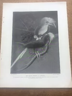 Maned Hornbill Of Sumatra By HH Johnston 1912 Print A4 Size Free UK Post • £9.99