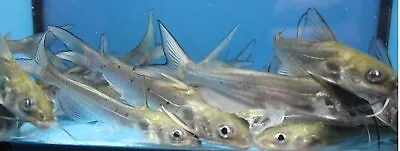 2  - 4  CHANNEL CATFISH LIVE Fish GUARANTEE ALIVE - FEED TRAINED! • $9.98