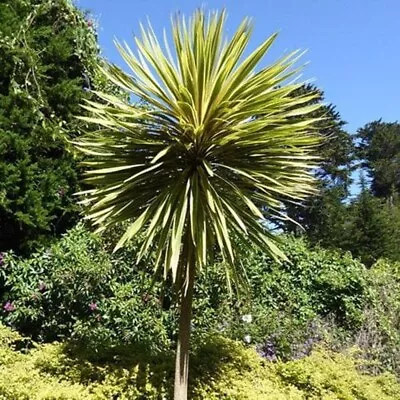 Hardy Cordyline Australis Palm Torbay Dazzler Garden Outdoor Evergreen Plant • £15.99