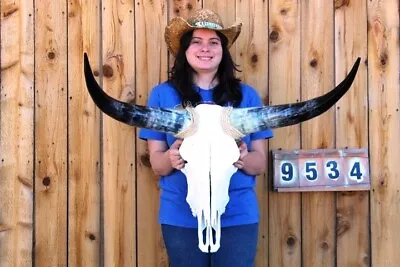 Real Steer Skull Art! Polished Long Horns Mounted 2' 10  Cow Bull Longhorn H9534 • $51