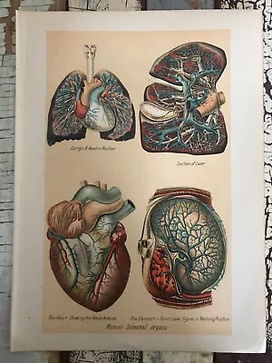 1901 Antique Medical Human Anatomy Chart ~ Human Internal Organs • $24.99