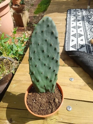 £4.99 • Buy Opuntia Ficus Indica Prickly Pear Cactus 