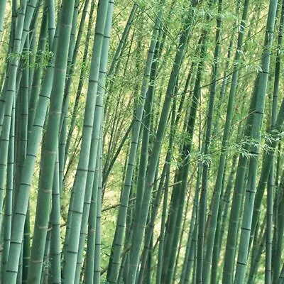 Bamboo Seed 60 Giant Moso Bamboo Seeds Phyllostachys Pubescens Garden Plants • $2.51