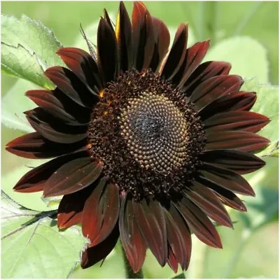15 Chocolate Sunflower Seeds • £2.39