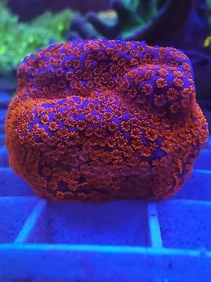 Live Coral Ultra Superman Montipora Frag SPS Shane's Corals 1 -1.5  • $22.99