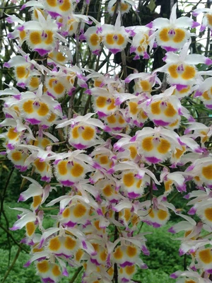 $198 • Buy Dendrobium Devonianum (ORCHID SPECIES FLASK)