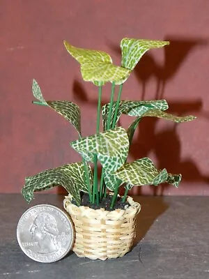 Dollhouse Miniature Zebra Plant In Basket 1:12 Inch Scale E75 Dollys Gallery • $39.31