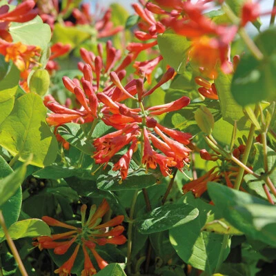£14.99 • Buy Lonicera Brownii Dropmore Scarlet - Summer Flowering Climber  - Red Flowers