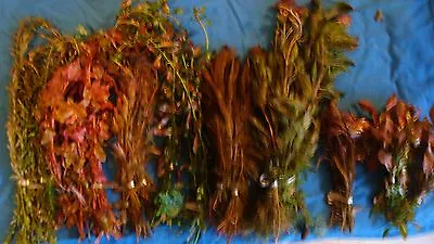 £9.95 • Buy Pink And Red Aquarium Aquatic Fish Tank Plant Plants Coldwater Tropical Live 