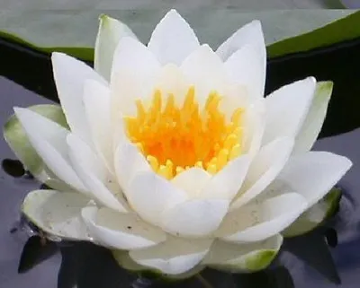 10 WHITE WATER LILY Pad Nymphaea Ampla Asian Lotus Flower Pond Seeds *Comb S/H • £2.81