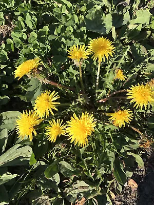 Uk Dandelion Seeds Fluff X100 Apprx Loose Dry Seeds (uk Seller) Quick Sale • £4.99