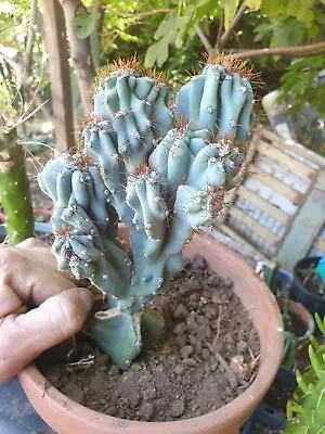 Grafted Crested Monstrous Cereus Cactus • $35