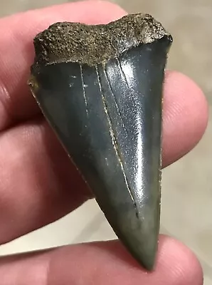 NICELY COLORED - S.W.FLORIDA LAND FIND - 1.79” X 1.06” Mako Shark Tooth Fossil • $13