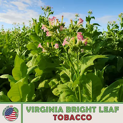 1000 Virginia Bright Leaf Tobacco Seeds Heirloom Non-GMO Genuine USA • $5.95