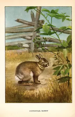 1926 Vintage ANIMALs  COTTONTAIL RABBIT  Full COLOR Art Plate Lithograph Print • $3.20