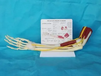 1:1 Life Size Anatomy Limb Muscle Arm Joint Ligament Function Model Skeleton • $127.79