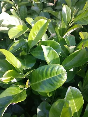 10X CHERRY LAUREL HEDGING PLANTS 60-80 CM 2 Lt POTS EVERGREEN TREES/SHRUBS HARDY • £67.49