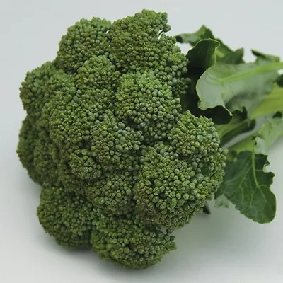 BROCCOLI  'Green Sprouting' Calabrese 125 Seeds Vegetable Garden • $2.60