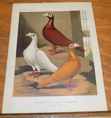 1876 Antique COLOR Pigeon Print///RED WHITE AND YELLOW DRAGOONS (LONDON FANCY) • £17.36