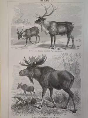 1890 MOOSE Engraving Elk Raindeer Illustration 6.5 X 9.5 C14-1 • $23.90