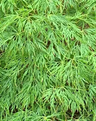 PRE-ORDER Acer Palmatum Dissectum Flavescens Grafted Japanese Maple Tree • £9.75
