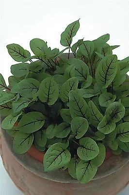 £1.25 • Buy Herb - Sorrel - Red Veined - 1000 Seeds
