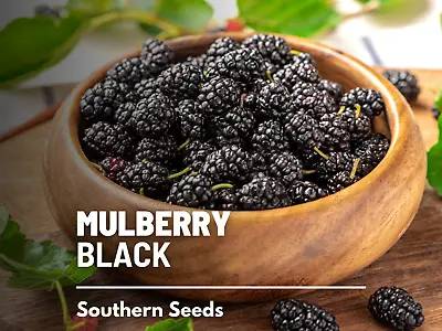 Mulberry Black - Heirloom Seeds - Culinary & Medicinal - Non GMO (Morus Nigra) • $4.99