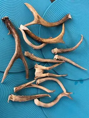 Vintage White Tail Deer Antlers Sheds Decorating Floral Decor Accessories Lot 13 • $50