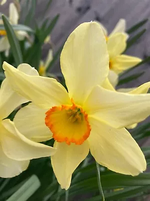 30 Daffodil 'Quirinus' Bulbs (Free Postage UK) • £18.50