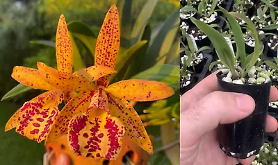 $12 • Buy RON Cattleya Orchid Bc. Rustic Spots 'H&R' MERICLONE 50mm Pot Size