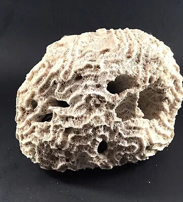 $59 • Buy Real Natural Brain Coral 3.7 Lbs Beach Decor Sea Creatures