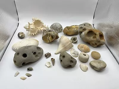 Mixed Lot Of Real Sea Shells Clean - Artifacts • $12