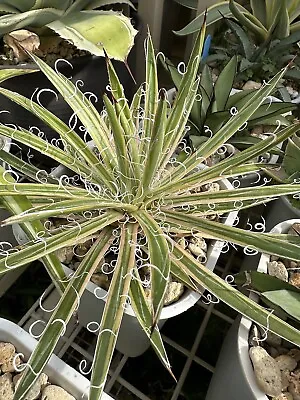 Agave Leopoldii Variegated (Hammer Time) In 12cm Pot Established Plant • $80