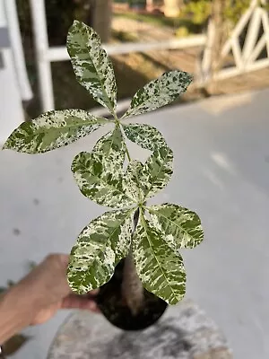 Variegated Money Tree Grafted. US SELLER • $159