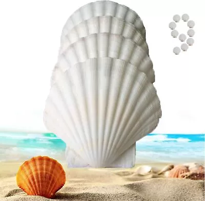 Sea Shells 9PCS 3.5-4 Inch Large White Scallop Shells For Crafts Baking Cooki... • $22.10