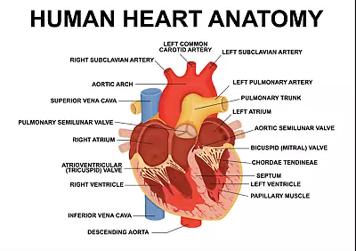 Educational Human Heart Internal Diagram Learn Medical Science Wall Poster Print • £7.99