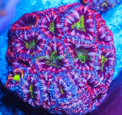 Cornbred's T-Rex Acan - Frag - LIVE CORAL • $74.99