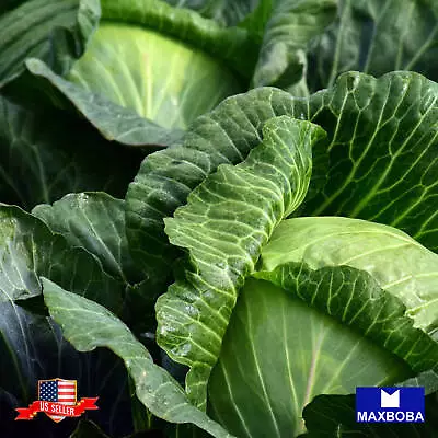 Cabbage Fresh Seeds Late Flat Dutch Non-GMO  Heirloom Vegetable • $1.99