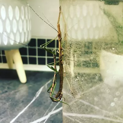 £9.99 • Buy NUI CHUA RABAEYAE STICK INSECT NYMPHS X8