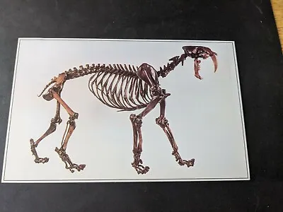 Vtg Sabertoothed Cat Skeleton. La Brea Tar Pits Souvenir Postcard. L.a Calif.  • $25
