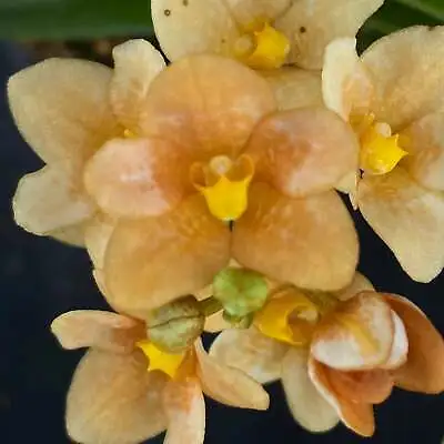 $55 • Buy Select Barrita Orchids Sarcochilus INDP/165