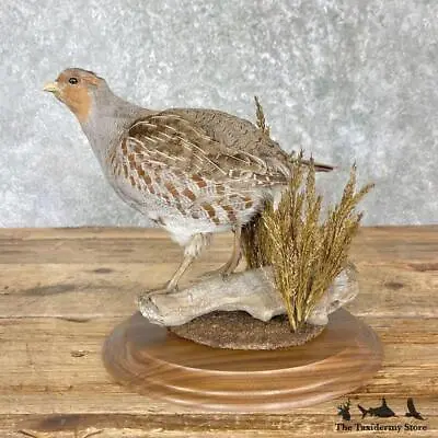 #27165 P | Hungarian Partridge Life Size Taxidermy Bird Mount Quail Chukar • $505