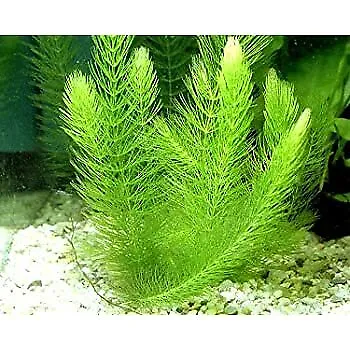 BUY 2 GET 1 FREE Hornwort Coontail Bunch 2-3 Stems Live Aquarium Plants • $6.79