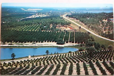 Florida FL Citrus Tower Groves Lakes Postcard Old Vintage Card View Standard PC • $0.50