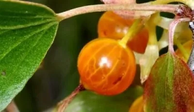 Unique Golden Currant/ Clove Currant Fruiting Shrub Bush Edible LIVE PLANT • $9.95