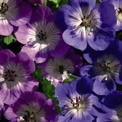 £13.99 • Buy T&M Geranium Bloomtime & Rozanne Collection Garden Hardy Perennial Jumbo Plugs