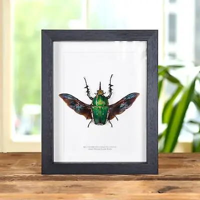 Taxidermy Green African Scarab Beetle In Box Frame (Mecynorrhina Torquata Poggei • $79.56